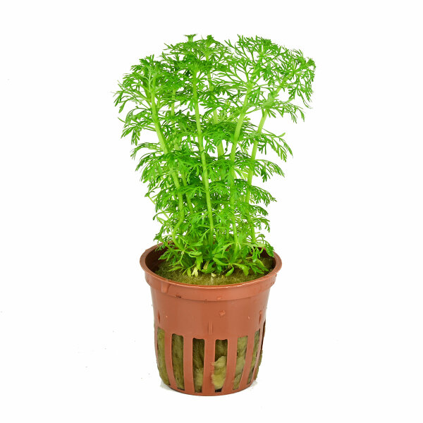 aquarium pflanze limnophila sessiliflora