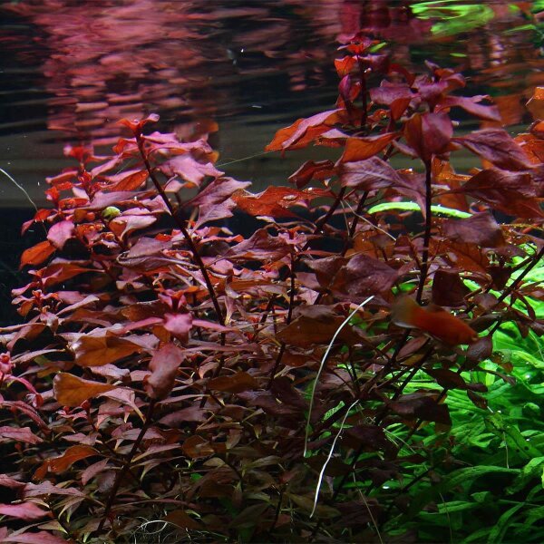aquarium pflanze ludwigia palustris
