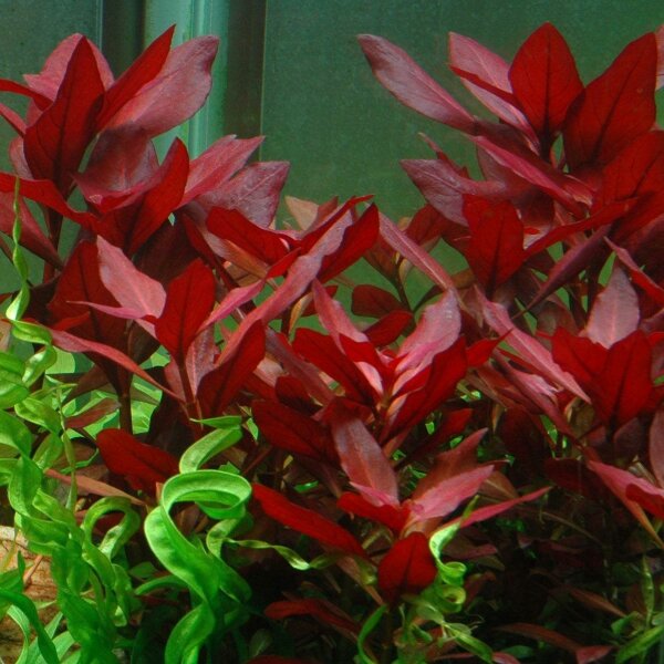 aquarium pflanze ludwigia repens 'rubin'