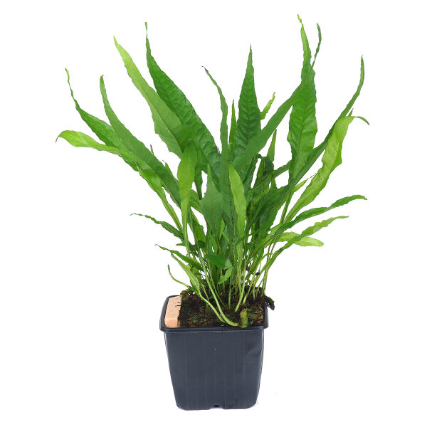 mutterpflanze microsorum pteropus