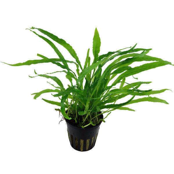 aquarium pflanze microsorum pteropus 'narrow'