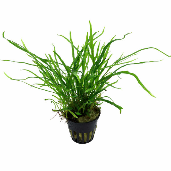 aquarium pflanze microsorum pteropus trident