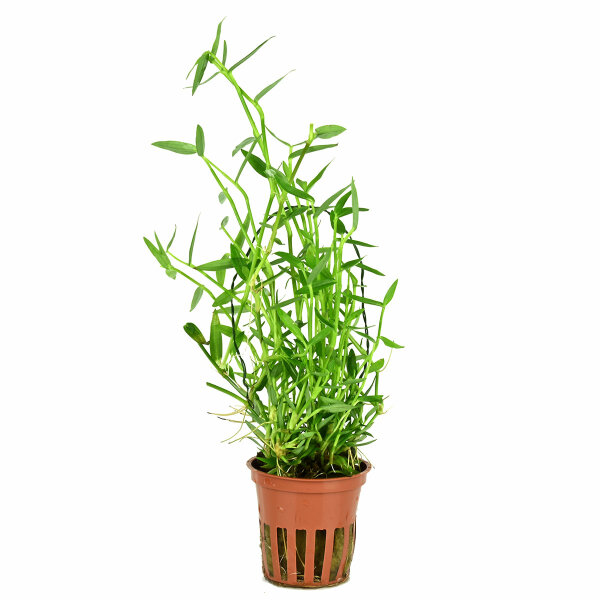 aquariumpflanze murdannia keisak bambus