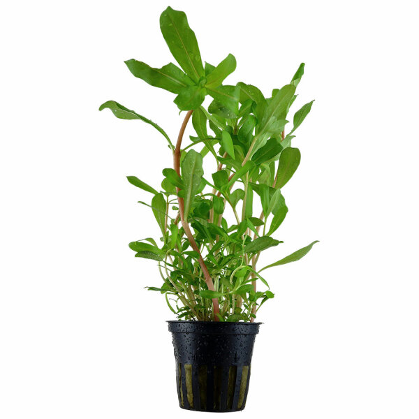 aquarium pflanze ammannia crassicaulis