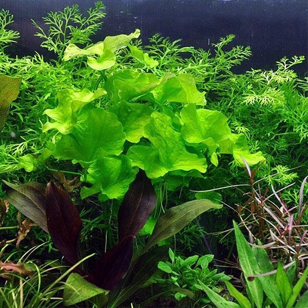 aquarium pflanze nymphoides hydrophylla taiwan