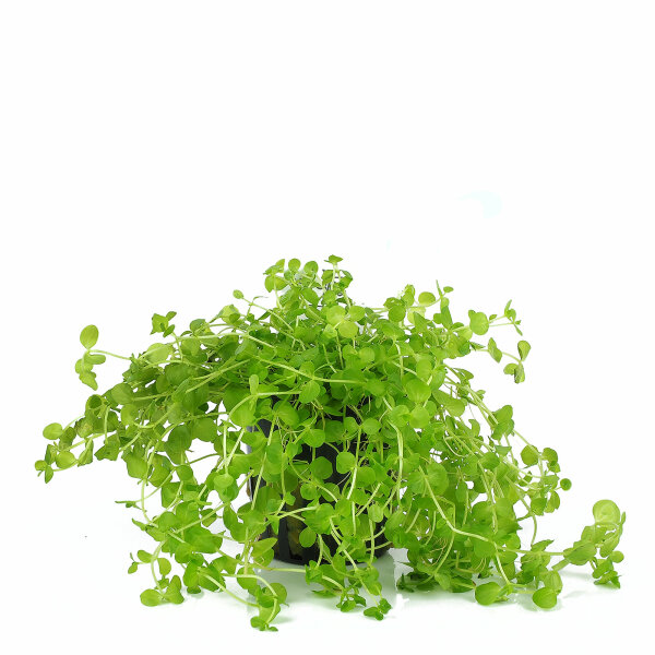 aquarium pflanze micranthemum umbrosum