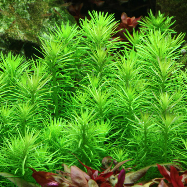 aquarium pflanze pogostemon deccanensis