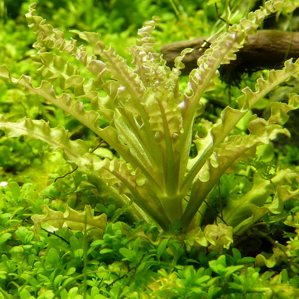 aquarium pflanze pogostemon helferi