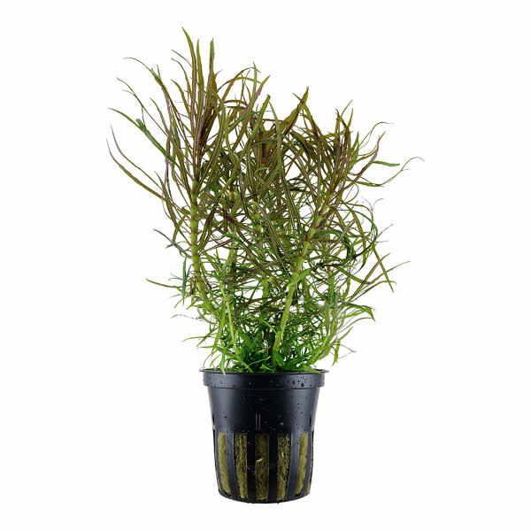 aquarium pflanze pogostemon stellata