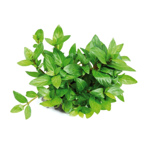 aquarium pflanze staurogyne repens