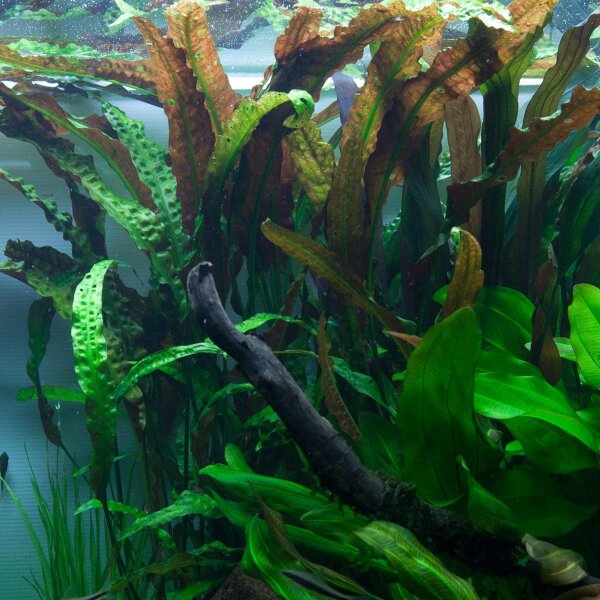 aquarium pflanze cryptocoryne usteriana