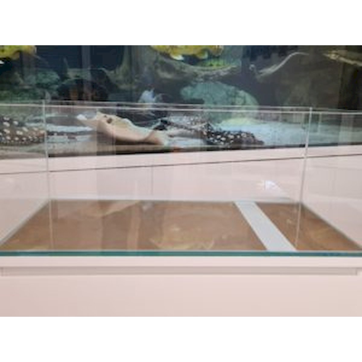 aquarium 80x40x30cm (lxtxh) 96l neu (auf lager in plz 31555)