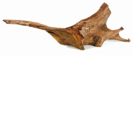 Mangrovenwurzel L, 30-60 cm