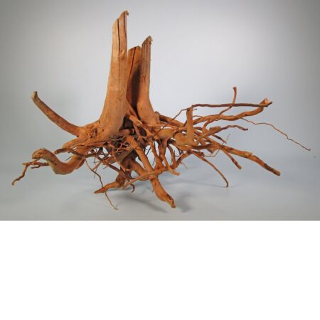 Finger-Wurzel Small (20-30 cm)