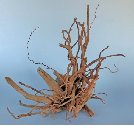 Finger-Wurzel Medium (30-40 cm)