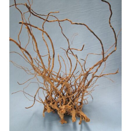 Finger-Wurzel Large (40-60 cm)