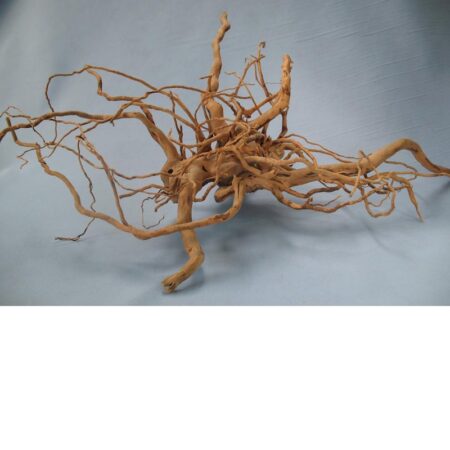 Finger-Wurzel X-Large (50-70 cm)