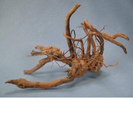 Finger-Wurzel X-Small (15-20 cm)