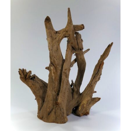 Corbo-Wurzel Nano (15-19 cm)