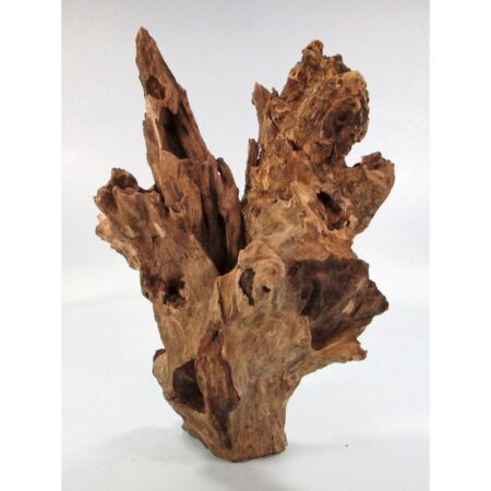 Barico-Wurzel Small (15-20 cm)