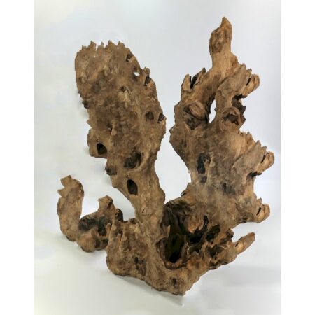 Barico-Wurzel X-Large (45-60 cm)