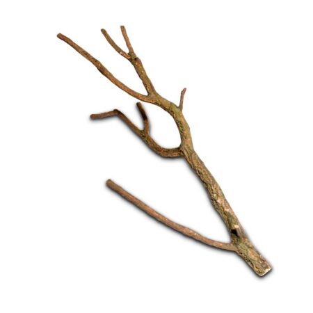 Korktronchos L (75-100 cm)