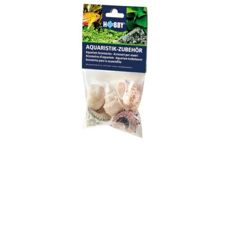 Sea Shells Set L (5 Stück)