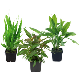 mutterpflanzen set mit 3 tropica xl topf pflanzen #1