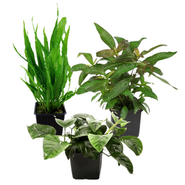 mutterpflanzen set mit 3 tropica xl topf pflanzen #3
