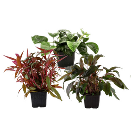 mutterpflanzen set mit 3 tropica xl topf pflanzen #2
