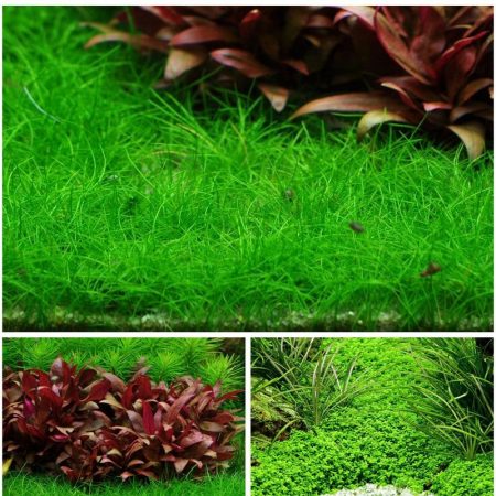 vordergrund set mit 3 tropica in vitro pflanzen
