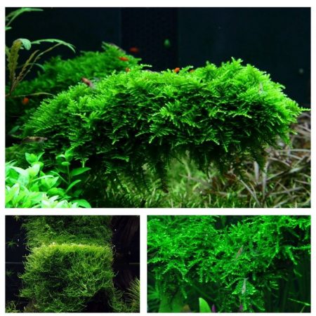 moos set mit 3 tropica in vitro pflanzen