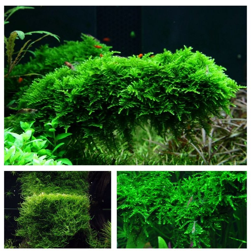 moos set mit 3 tropica in vitro pflanzen moos set mit 3 tropica in vitro pflanzen