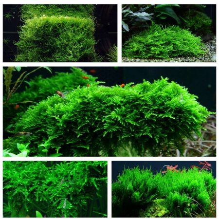 moos set mit 5 tropica in vitro pflanzen