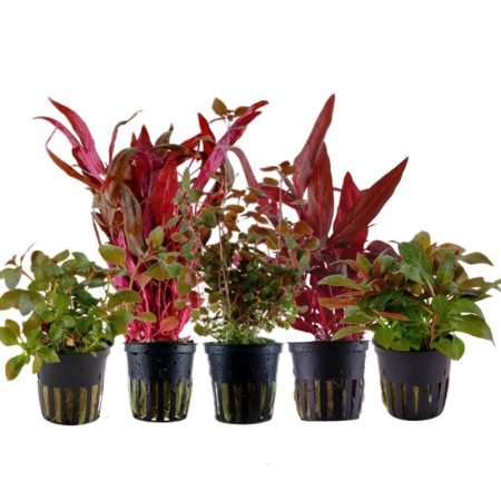 pflanzen set mit 5 schönen roten wasserpflanzen #1