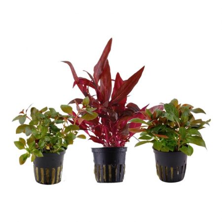 pflanzen set mit 3 schönen roten wasserpflanzen