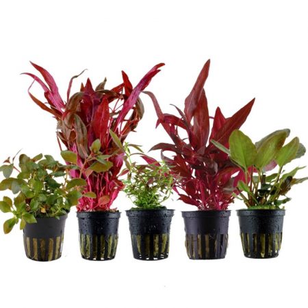 pflanzen set mit 5 schönen roten wasserpflanzen #2