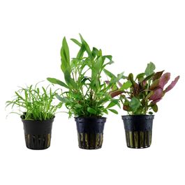 pflanzen set mit 3 einsteiger wasserpflanzen #1