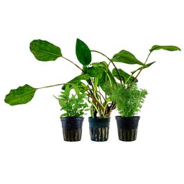 pflanzen set mit 3 einsteiger wasserpflanzen #3