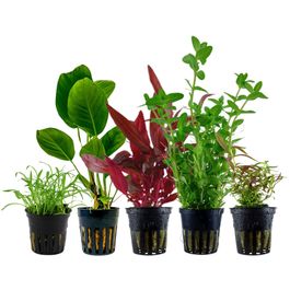 pflanzen set mit 5 einsteiger wasserpflanzen #2