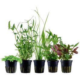 pflanzen set mit 5 einsteiger wasserpflanzen #3