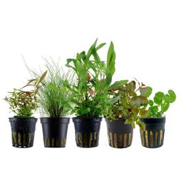 pflanzen set mit 5 einsteiger wasserpflanzen #5