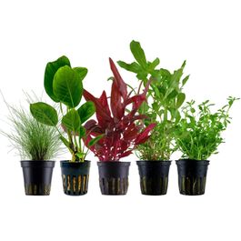 pflanzen set mit 5 einsteiger wasserpflanzen #7