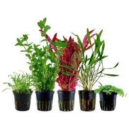pflanzen set mit 5 einsteiger wasserpflanzen #8