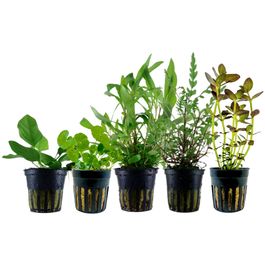 pflanzen set mit 5 einsteiger wasserpflanzen #9