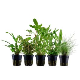 pflanzen set mit 5 einsteiger wasserpflanzen #10