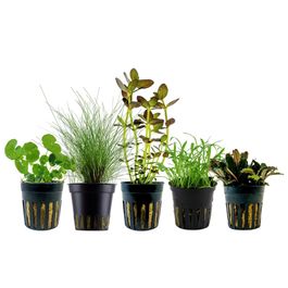 pflanzen set mit 5 einsteiger wasserpflanzen #12