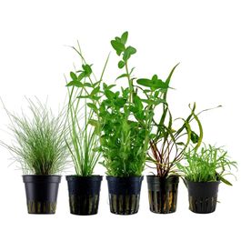pflanzen set mit 5 einsteiger wasserpflanzen #13