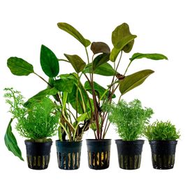 pflanzen set mit 5 einsteiger wasserpflanzen #14