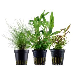 pflanzen set mit 3 einsteiger wasserpflanzen #2